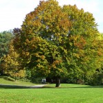 Baum in Ostpark München