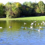 Enten und Gänse in Ostparksee München