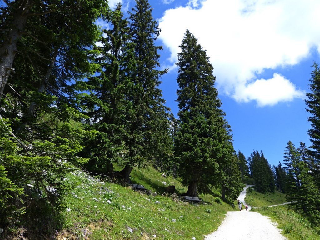 Wanderweg auf Brauneck zur Tölzer Ski-Hütte